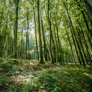 Eine Aufnahme von einem grünen Laubwald.