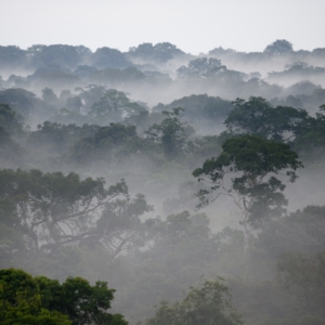 Ein Blick über den nebelverhangenen Regenwald Perus.